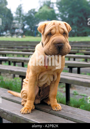 Filmt Shar-Pei Hund auf Bank Stockfoto