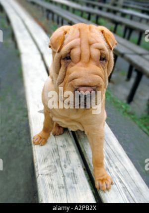 Filmt Shar Pei Hund auf Bank Stockfoto