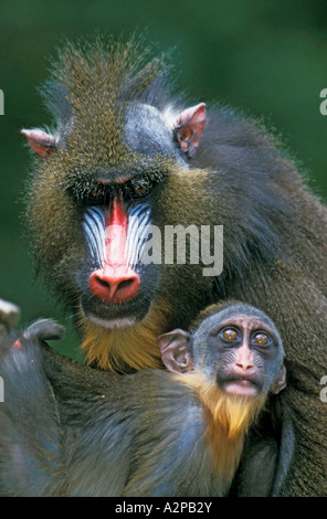 Mandrill (Papio Sphinx, Mandrillus Sphinx), männlich mit Welpen Stockfoto