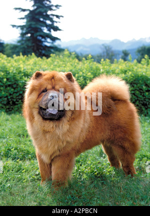 Chow Chow Hund stehend auf dem Rasen Stockfoto