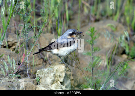 Grönland-Steinschmätzer, nördlichen Steinschmätzer, Nordarctic nördlichen Steinschmätzer (Oenanthe Oenanthe Leucorhoa), mit Nistmaterial, Russland Stockfoto