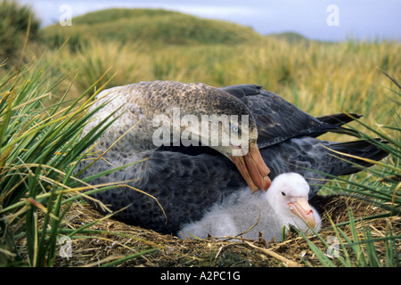 Nördlichen giant Petrel, giant Petrel (Macronectes Halli) mit Küken, Antarktis, Südgeorgien, King Haakon Bay Stockfoto