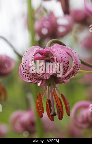 Martagon-Lilie, lila Turk Kappe Lilie (Lilium Martagon), Blume Stockfoto