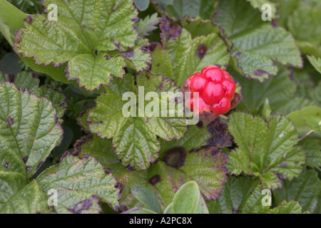 gebackene Apfel-Beere, Moltebeere (Rubus Chamaemorus), Fruchtbildung, Anlage wird auf die finnische 2-Euro-Münze Stockfoto