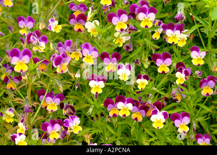 Stiefmütterchen Blüten (Viola Tricolor) in ein Beet-Landschaft Stockfoto