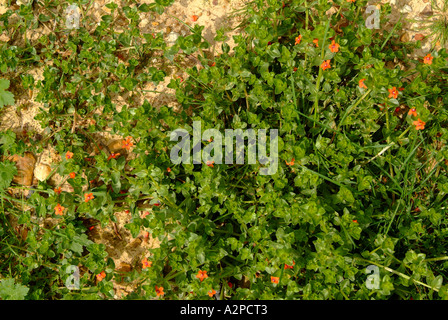 Scarlet Pimpernel (Anagallis Arvensis Arvensis) in Blüte Stockfoto