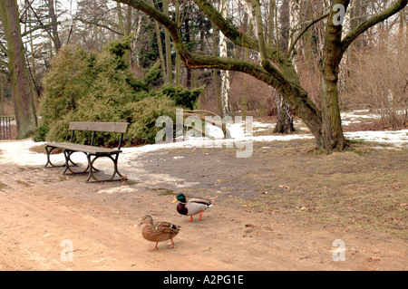 Enten zu Fuß auf den Weg in Lazienkowski Park Warschau Polen Stockfoto