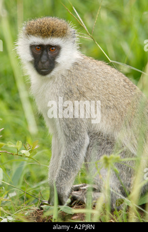 Vervet Affen. Vertikale. Stockfoto