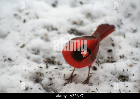 Neugierig Kardinal Stockfoto