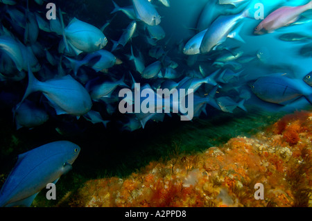 Blaue Maomao Scorpis Violaceus schwimmen Weg Poor Knights Islands-Neuseeland Stockfoto