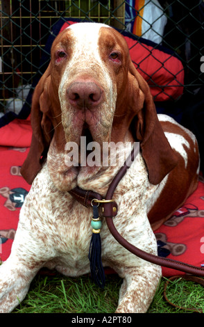 Bracco Italiano Hund im Kennel Club Show Stockfoto