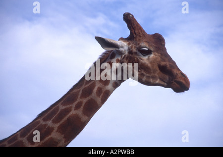 Giraffe Kopf und langem Hals Colchester Zoo Essex England Stockfoto