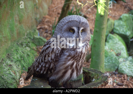 Große graue Eule Strix Nebulox Colchester Zoo Essex England Stockfoto