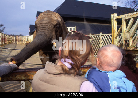 Fütterungszeit für Elefanten am Colchester Zoo Essex England Stockfoto