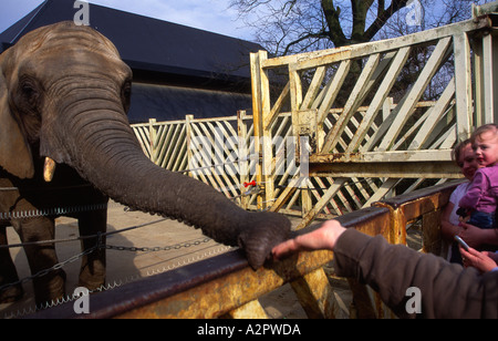 Fütterungszeit für Elefanten am Colchester Zoo Essex England Stockfoto