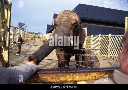 Fütterungszeit für Elefanten am Colchester Zoo Essex England Stockfoto