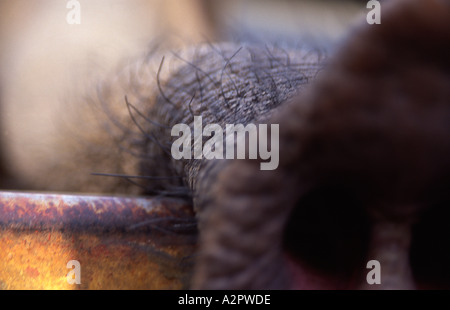 Elefantenrüssel Nahaufnahme zeigt Haare Colchester Zoo Essex England Stockfoto