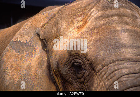 Elefant Kopf Colchester Zoo Essex England Stockfoto