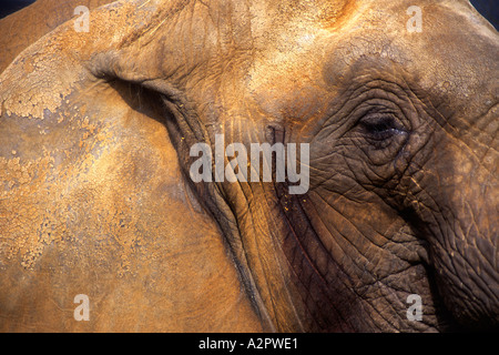 Elefant Kopf Colchester Zoo Essex England Stockfoto