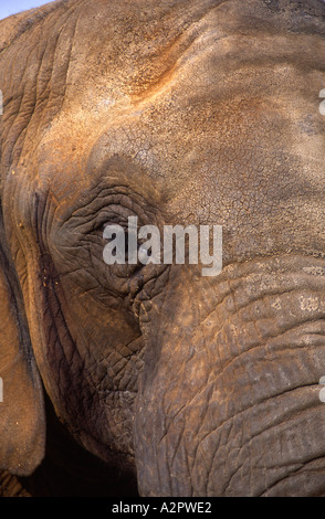 Elefant Kopf Colchester Zoo Essex England Stockfoto