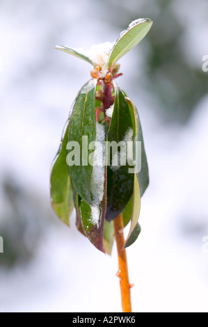 Rhododendron im Schnee Stockfoto