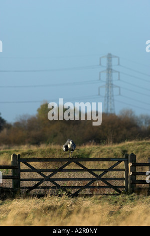 Graureiher Ardea Cinerea auf Tor Stockfoto