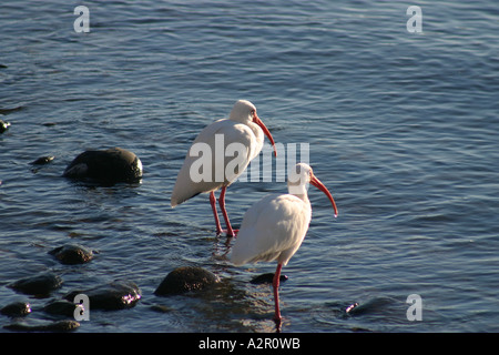Weißer Ibis gefunden entlang der Golfküste der Vereinigten Staaten Stockfoto