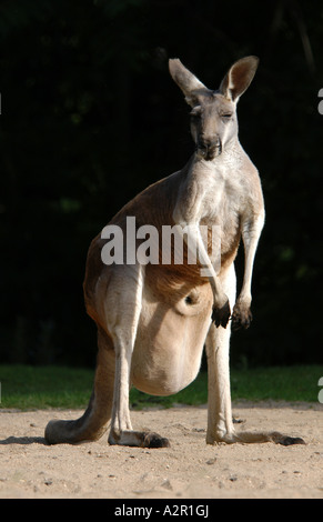 Rotes Känguru (Macropus rufus) mit einem Baby in der Tasche im Prager Zoo, Tschechische Republik Stockfoto