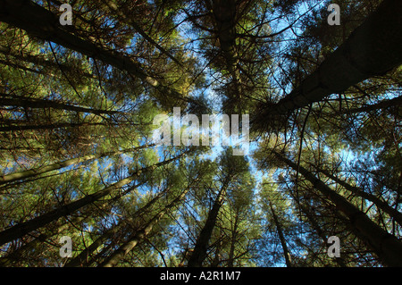 Nach oben zum Himmel durch einen Wald von hohen Pinien Bäumen Stockfoto