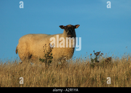 Schwarze Spitze Schafe vor blauem Himmel Stockfoto