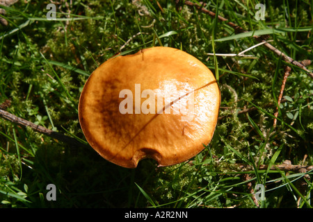 Schuss der wilden Pilze wachsen in kurzen Rasen hautnah Stockfoto