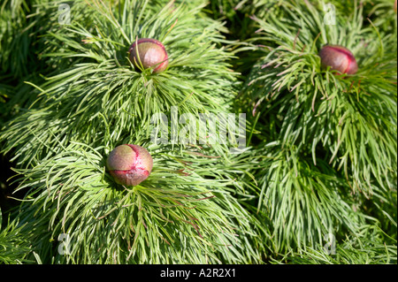 Fernleaf Pfingstrose - Paeonia tenuifolia Stockfoto