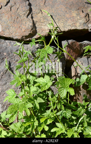 Gemeinsamen Hopfen - Humulus Lupulus wächst gegen eine Steinmauer Stockfoto