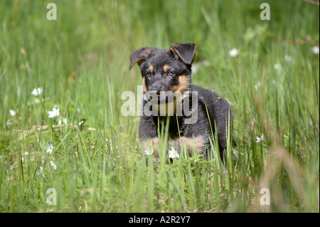 Deutscher Schäferhund Welpen stehen auf der grünen Wiese Stockfoto