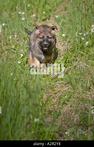 Deutscher Schäferhund Welpen, die auf der grünen Wiese Stockfoto