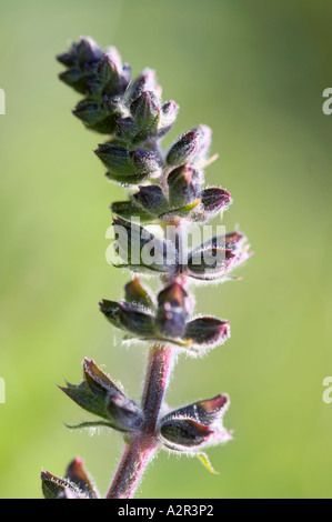 Wiesen-Salbei - Salvia pratensis Stockfoto