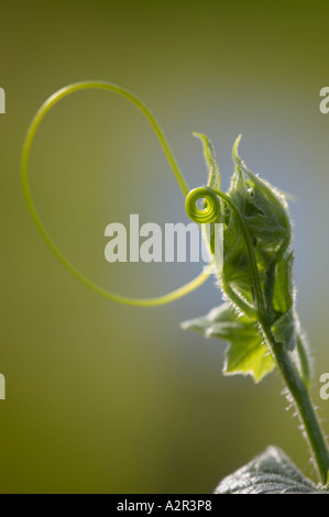 Kretische Zaunrübe - Bryonia Cretica Stockfoto