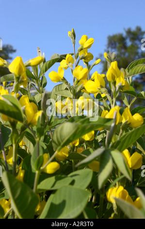 Golden Banner falsche Lupine - Thermopsis Montana fabaceae Stockfoto