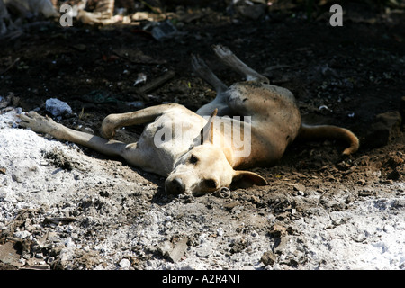 Bilder aus Indien der örtlichen Straßen und Farbe. Stockfoto