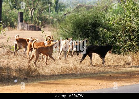 Bilder aus Indien der örtlichen Straßen und Farbe. Stockfoto