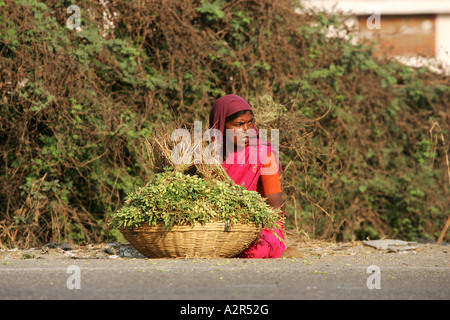 Bilder aus Indien der örtlichen Straßen und Farbe. Stockfoto