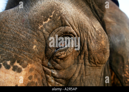 Nahaufnahme des indischen Elefanten im Auge. Stockfoto