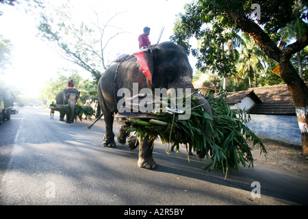 Bilder aus Indien der örtlichen Straßen und Farbe. Stockfoto