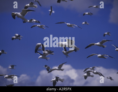 Kelp Gull Larus Dominicanus mehrere im Flug Stockfoto