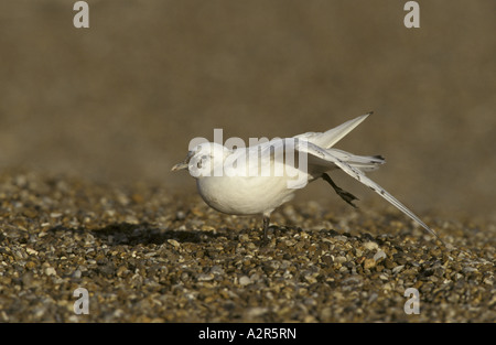 Elfenbein Gull Pagophila Eburnea ersten Winter Flügel dehnen Stockfoto