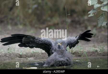 Harrier Falke Polyboroides Radiatus in Wasser mit Flügel öffnen K200 Stockfoto