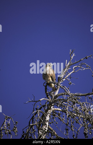 Red tailed Hawk Buteo jamaicensis Stockfoto