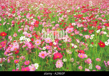 Kosmos Blumenfeld Stockfoto