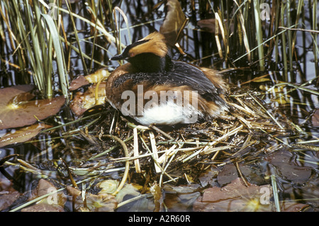 Gehörnten oder slawonische Haubentaucher Podiceps Auritus in Schachteln Stockfoto