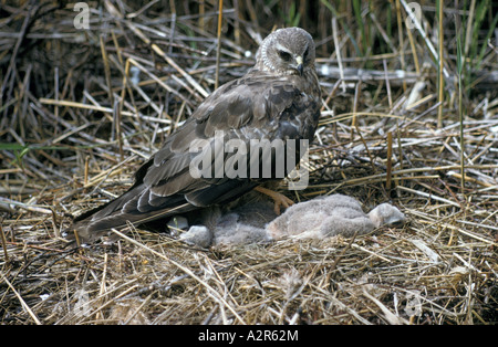 Kornweihe im nest Stockfoto